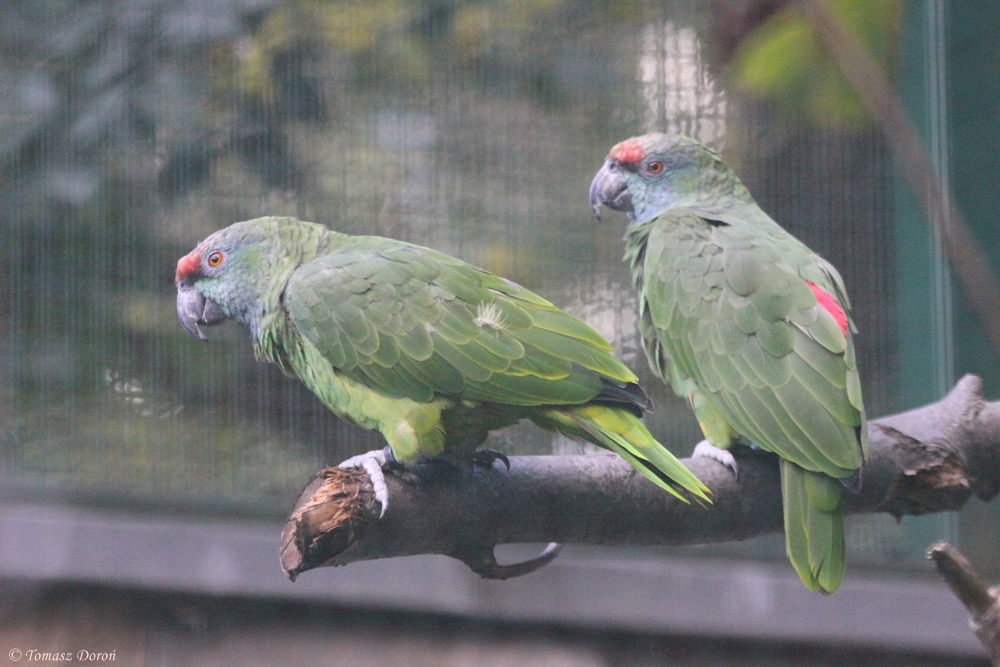 Bodin´s amazon (Amazona festiva bodini)