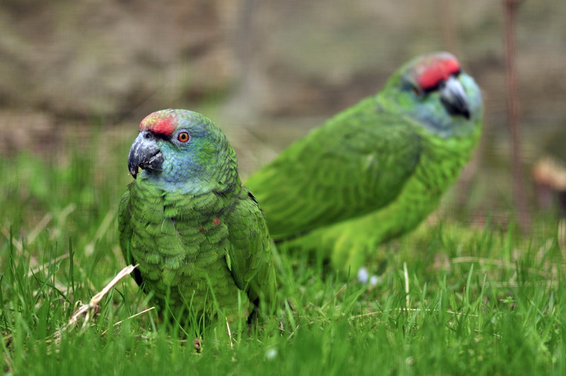 Bodini Amazon at Berlin Tierpark