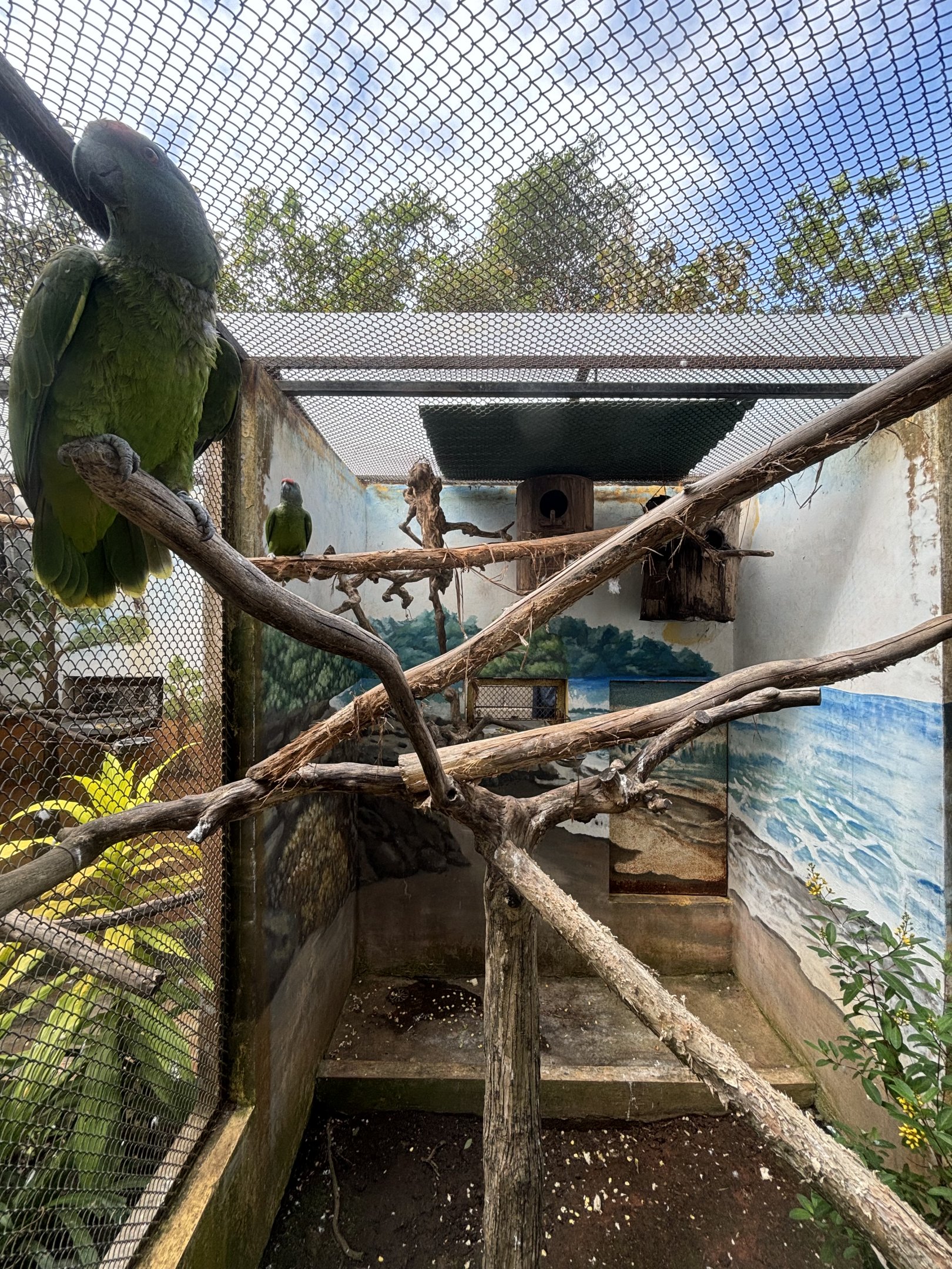 Bodini Amazon Aviary
