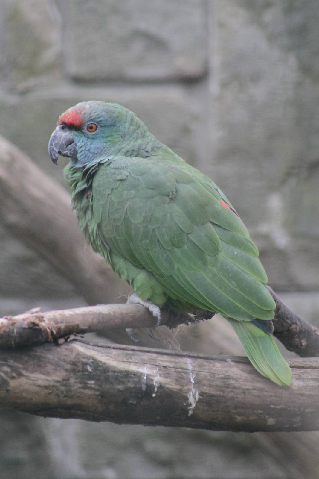Bodinus' Amazon (Amazona festiva bodini)