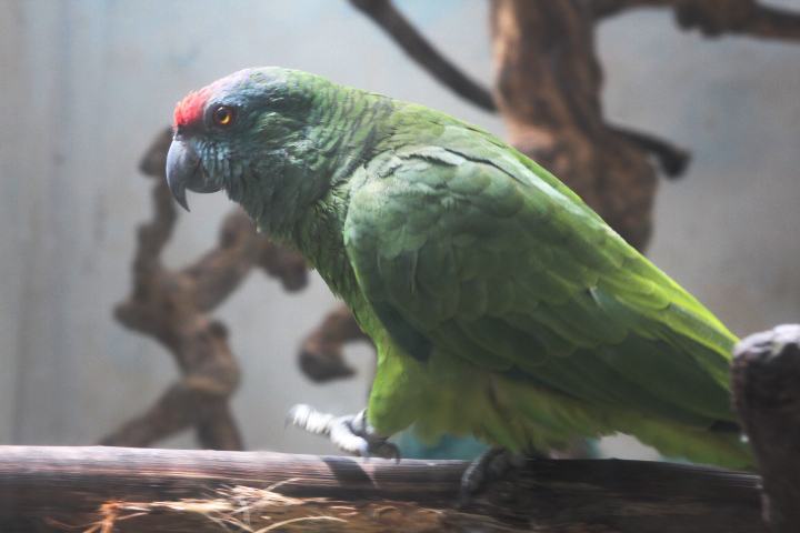 Bodinus' festive amazon (Amazona festiva bodini)