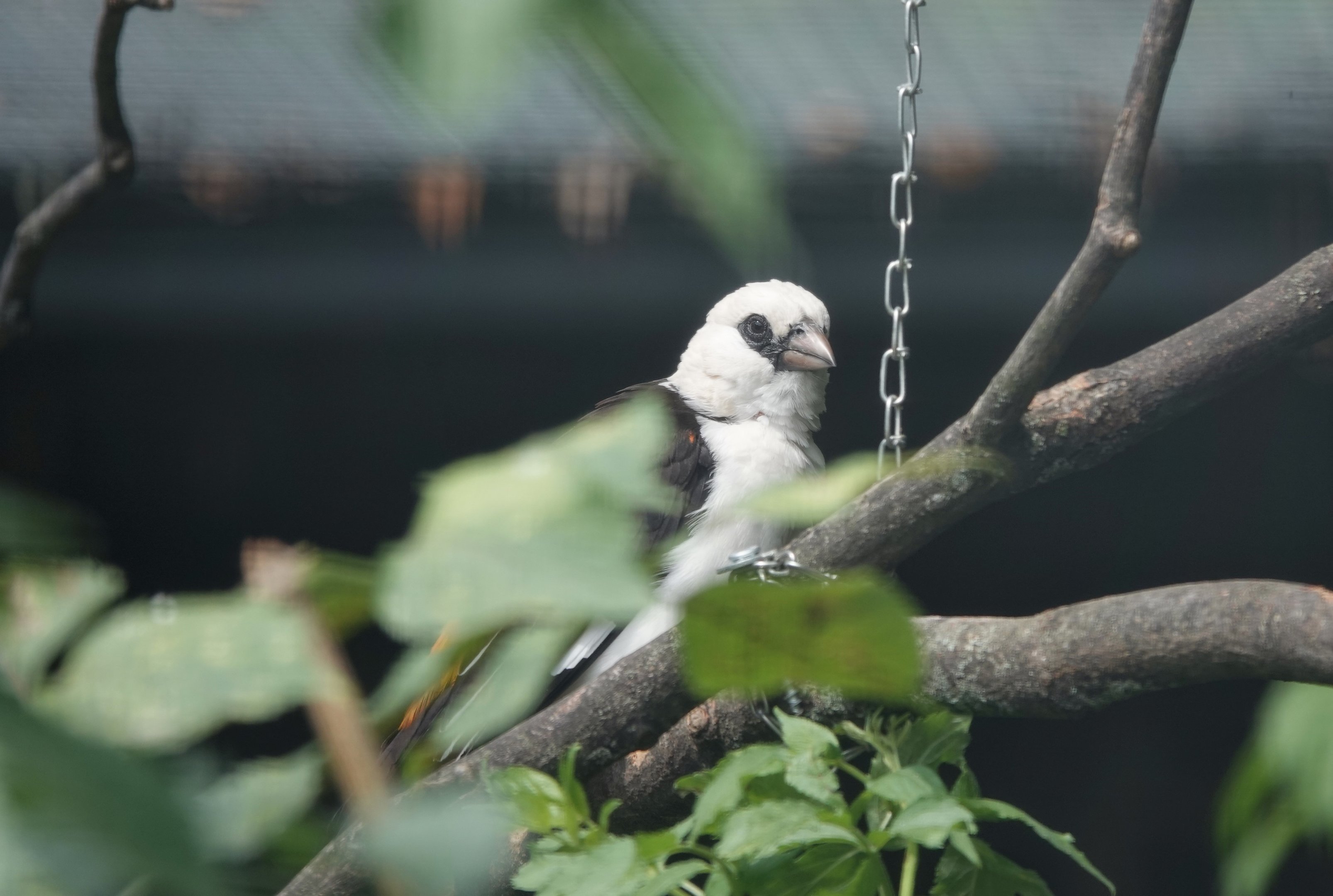 Boehm`s buffalo-weaver