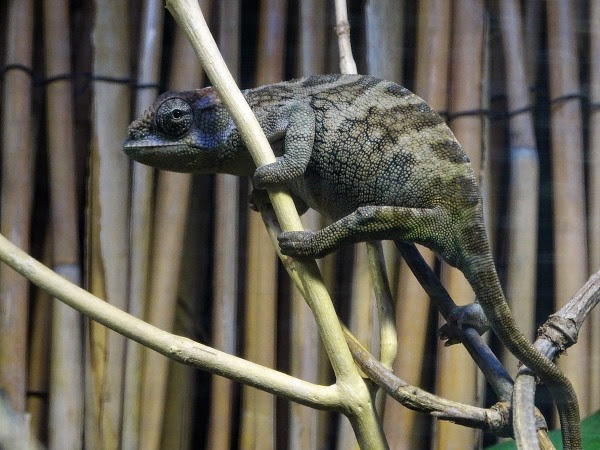 Boehme’s two-horned chamaeleon (Kinyongia boehmei) female