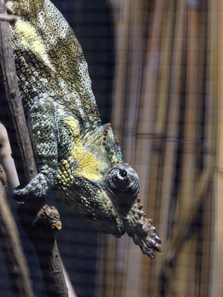 Boehme’s two-horned chamaeleon (Kinyongia boehmei) male