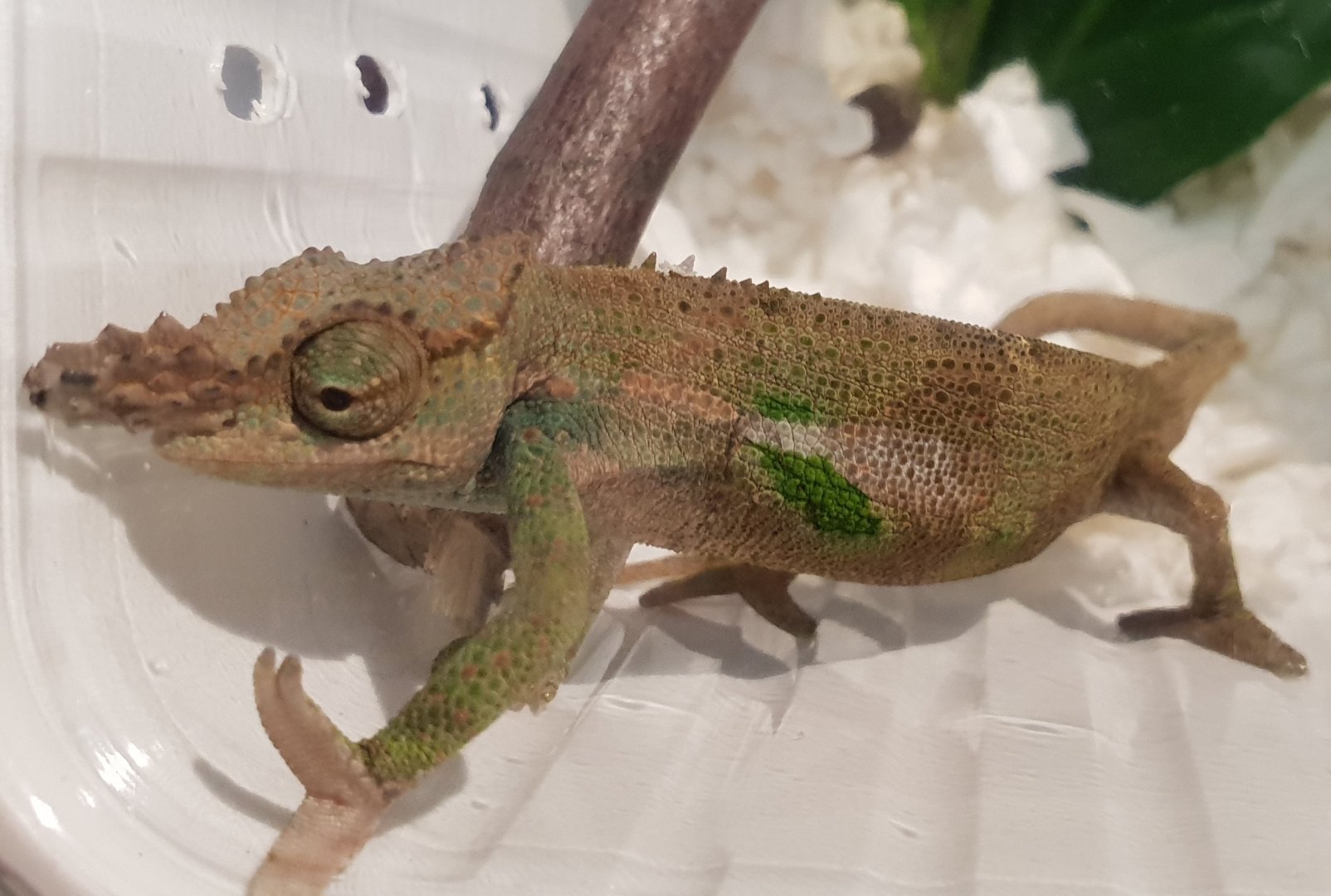 Boehme's two-horned chameleon - Kinyongia boehmei