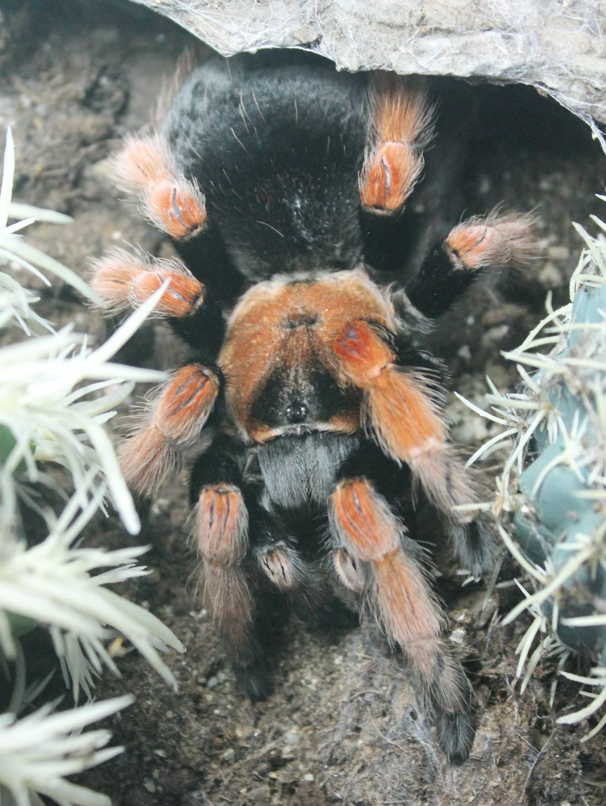 Boehm's bird-eating spider