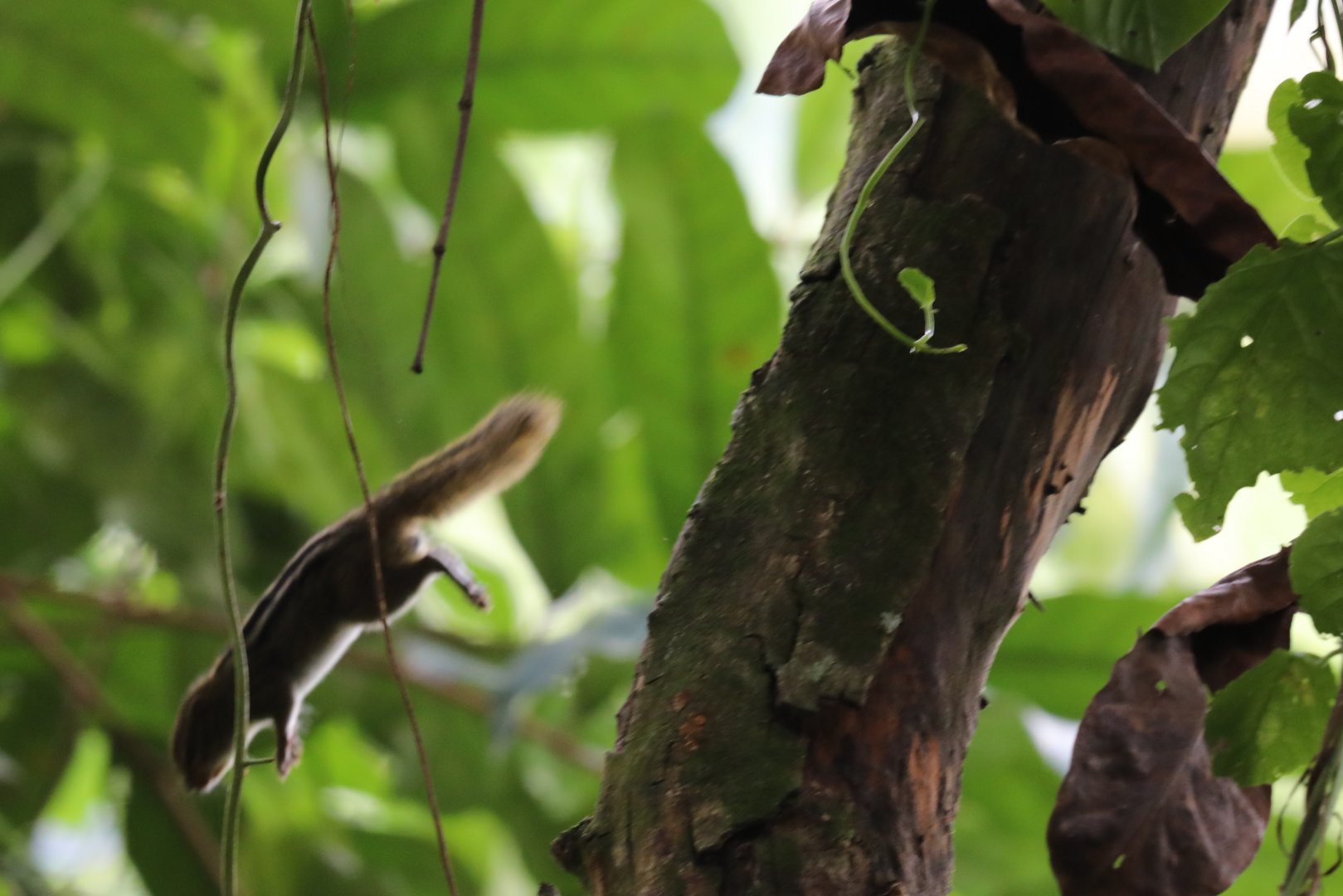 Boehm's bush squirrel (Paraxerus boehmi)