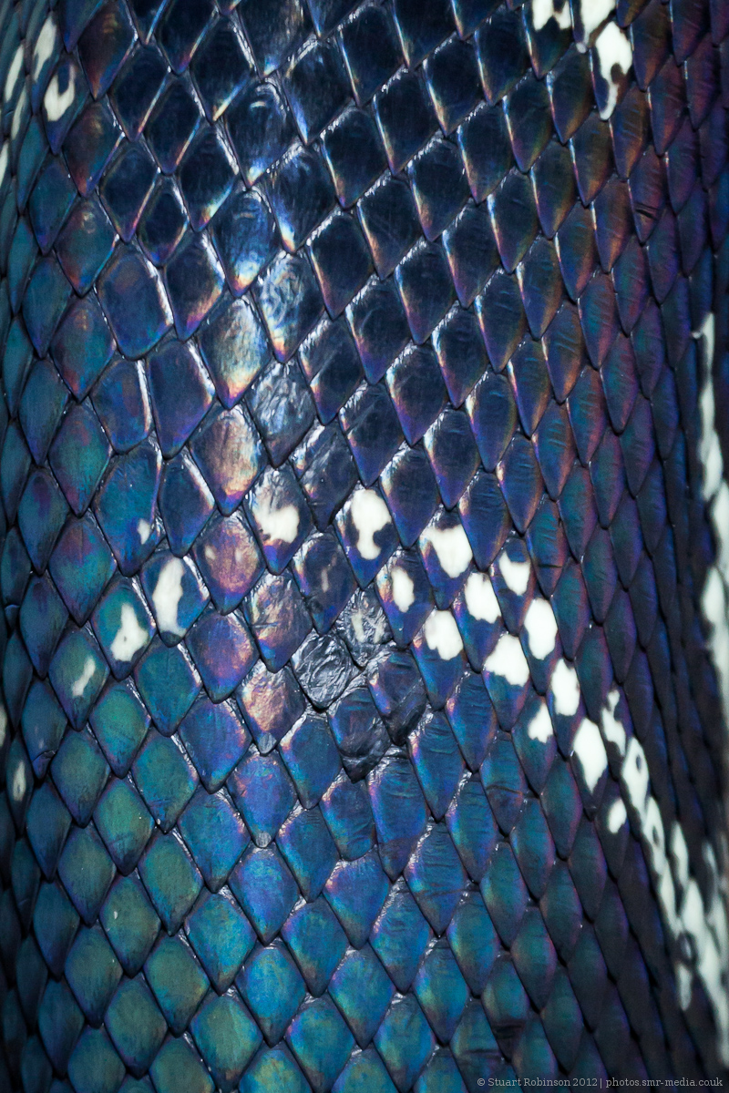 Boelens Python Iridescence - 15/02/2012