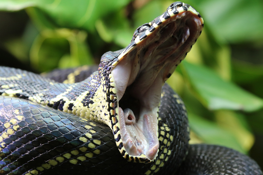 Boelen's Python at Chester 4/12/2016