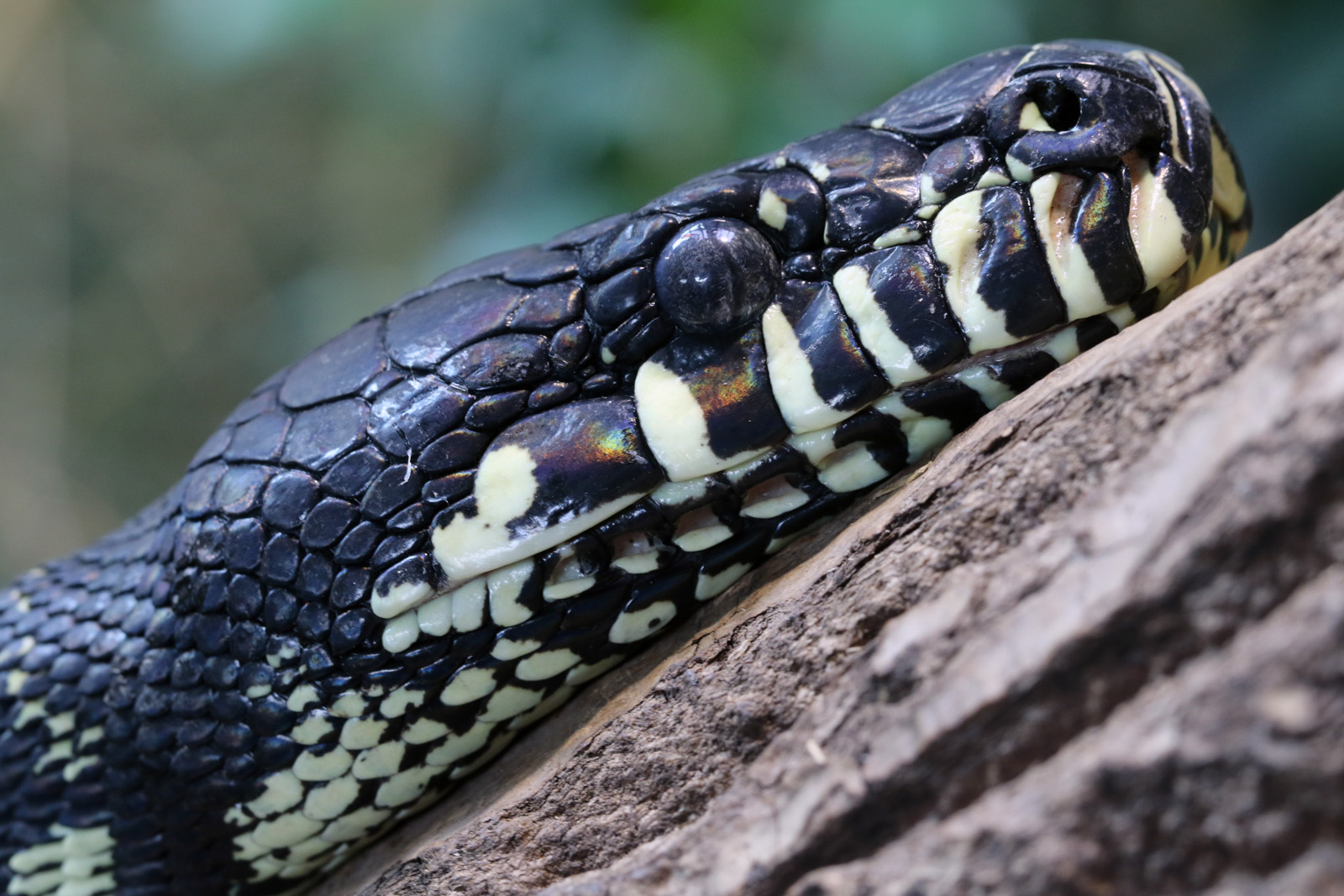 Boelen's Python at Chester Zoo 30/01/2022