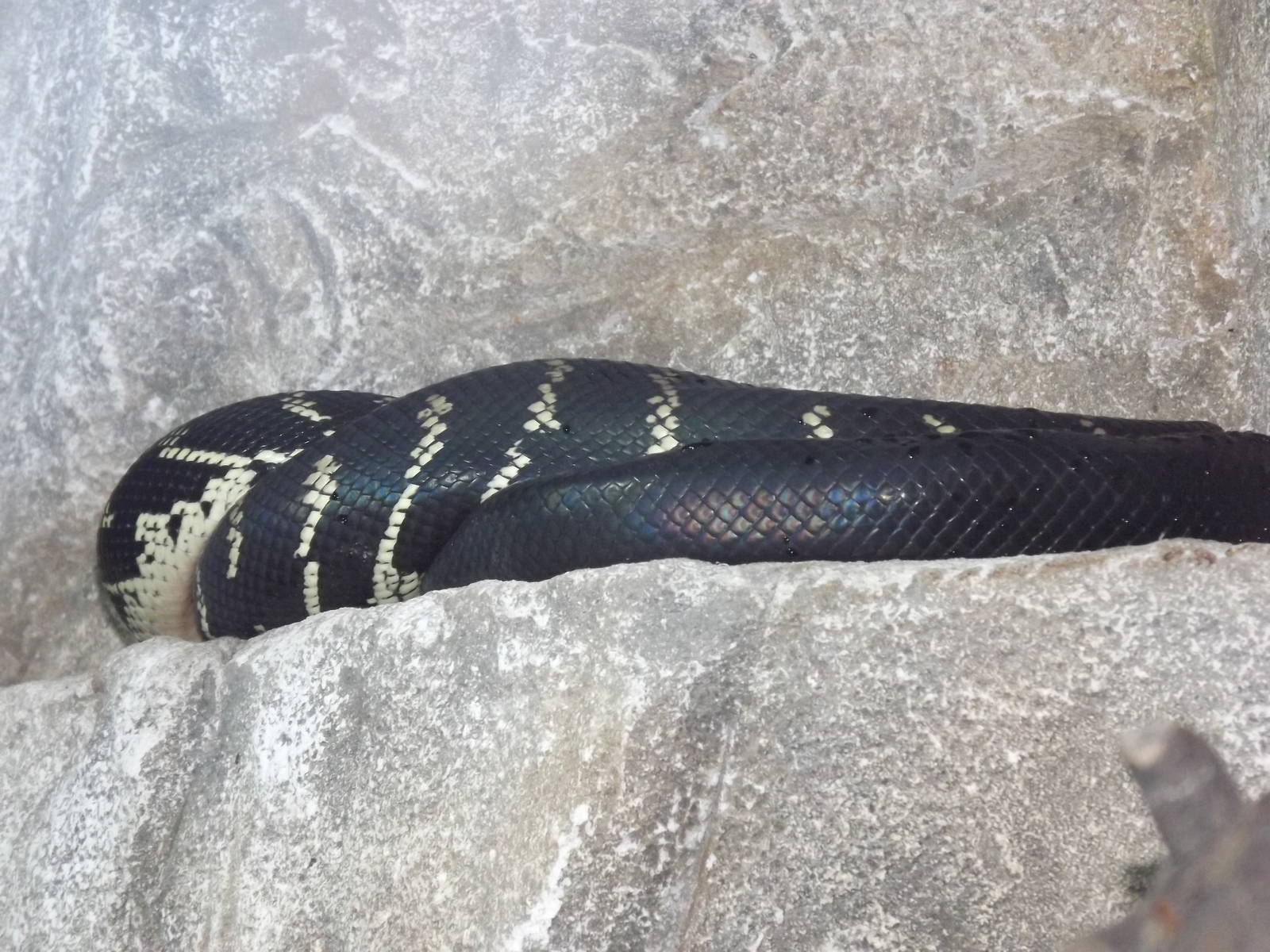 Boelen's Python at Chester Zoo 31/03/12