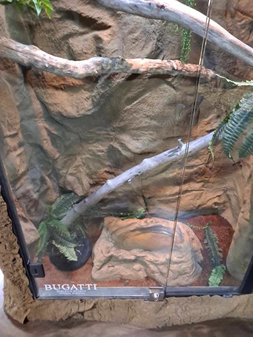 Boelen's Python (Bugatti) Exhibit (4/19/25)