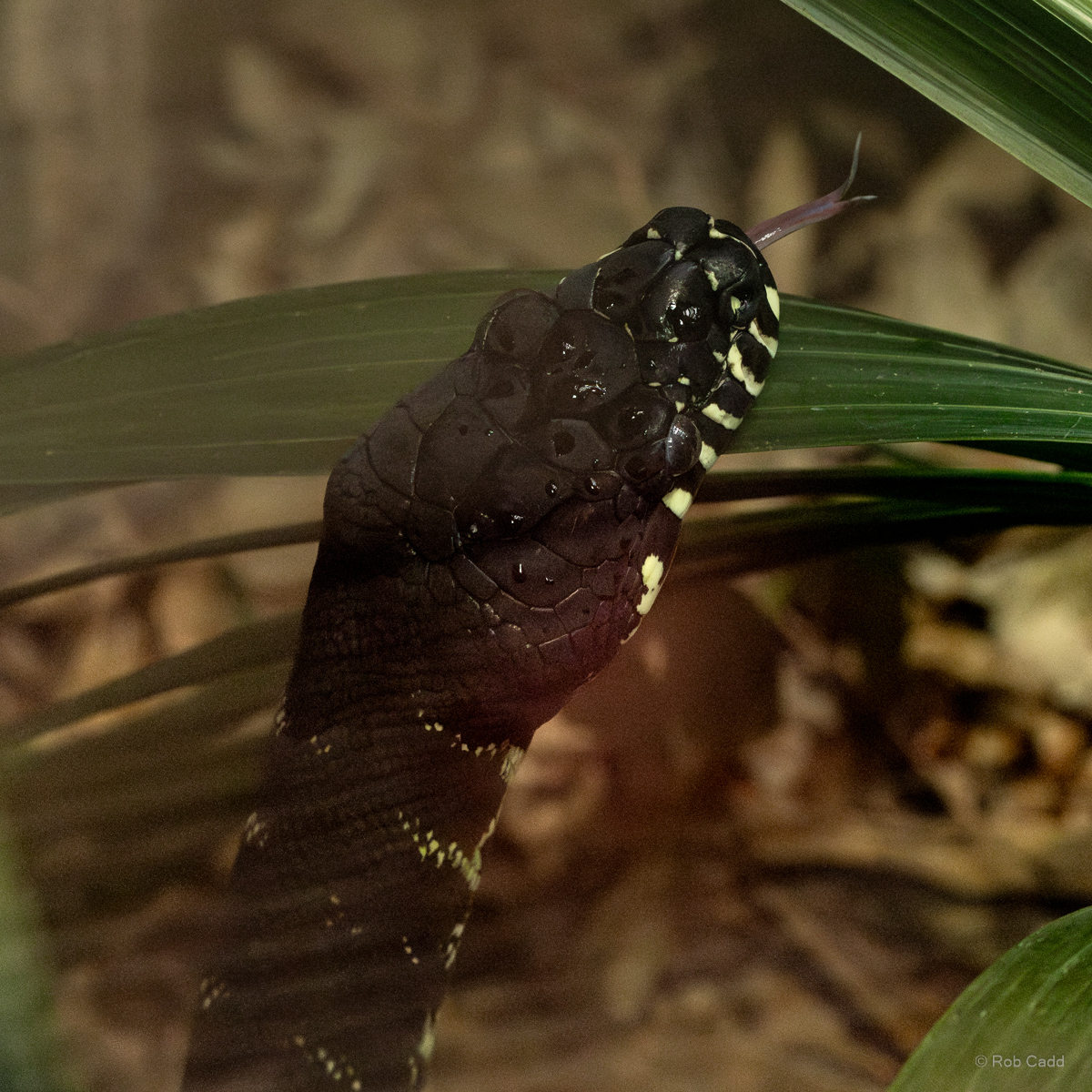 Boelen's python : Chester Zoo : 06 Sep 2025