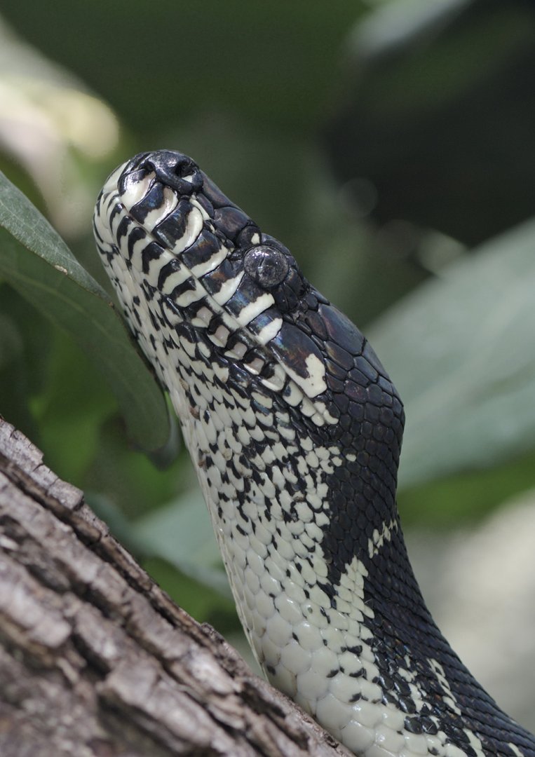Boelen's python climbing