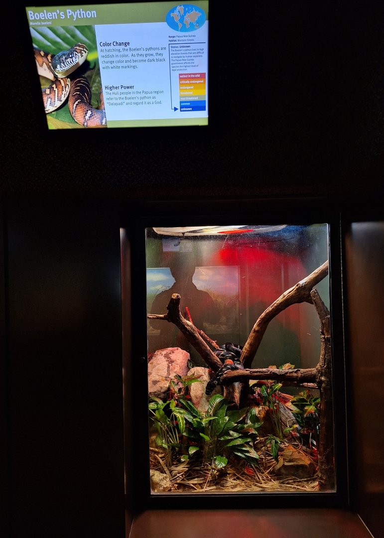 Boelen's Python enclosure
