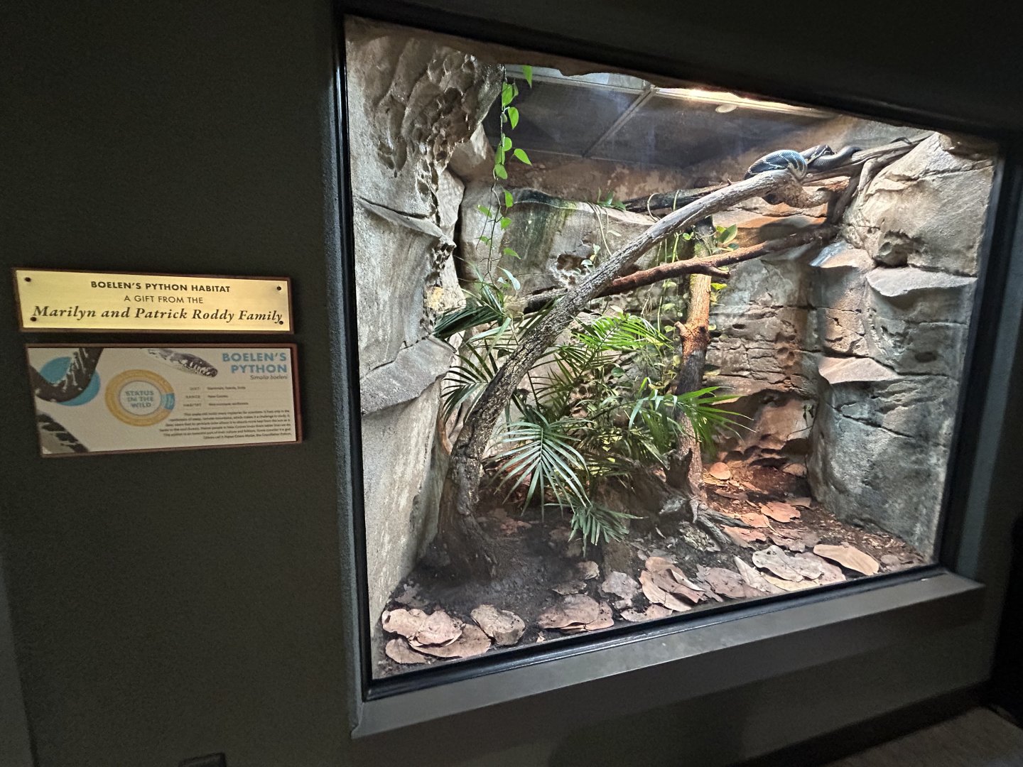 Boelen’s Python Exhibit - ARC