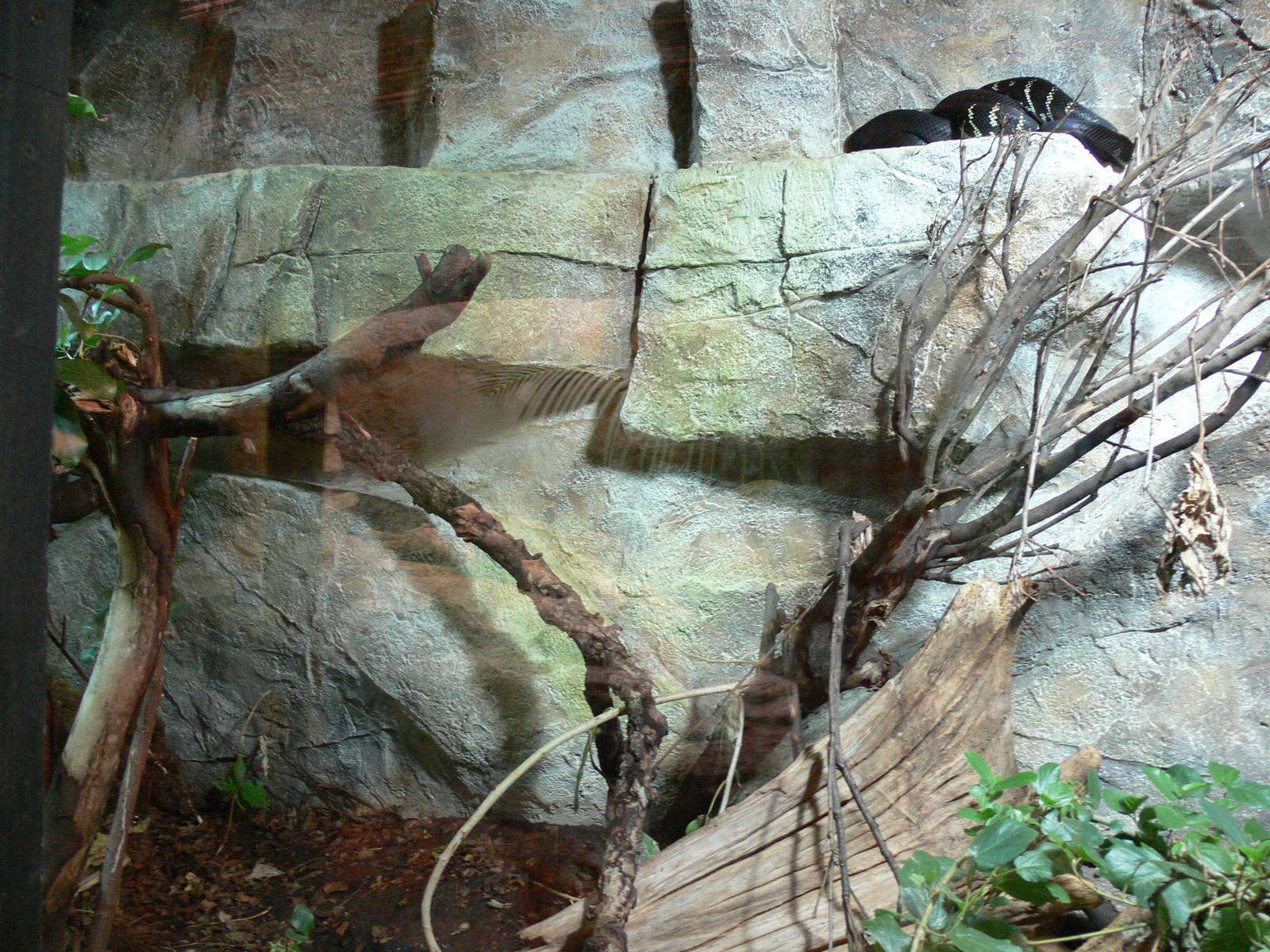 Boelen's Python exhibit at Chester Zoo, 06/07/13