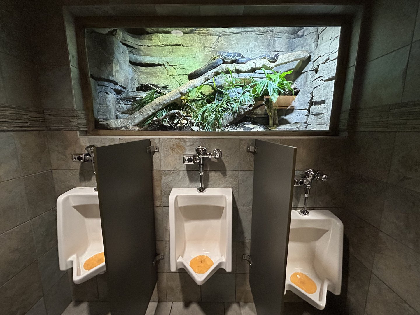 Boelen's Python Exhibit in Restroom