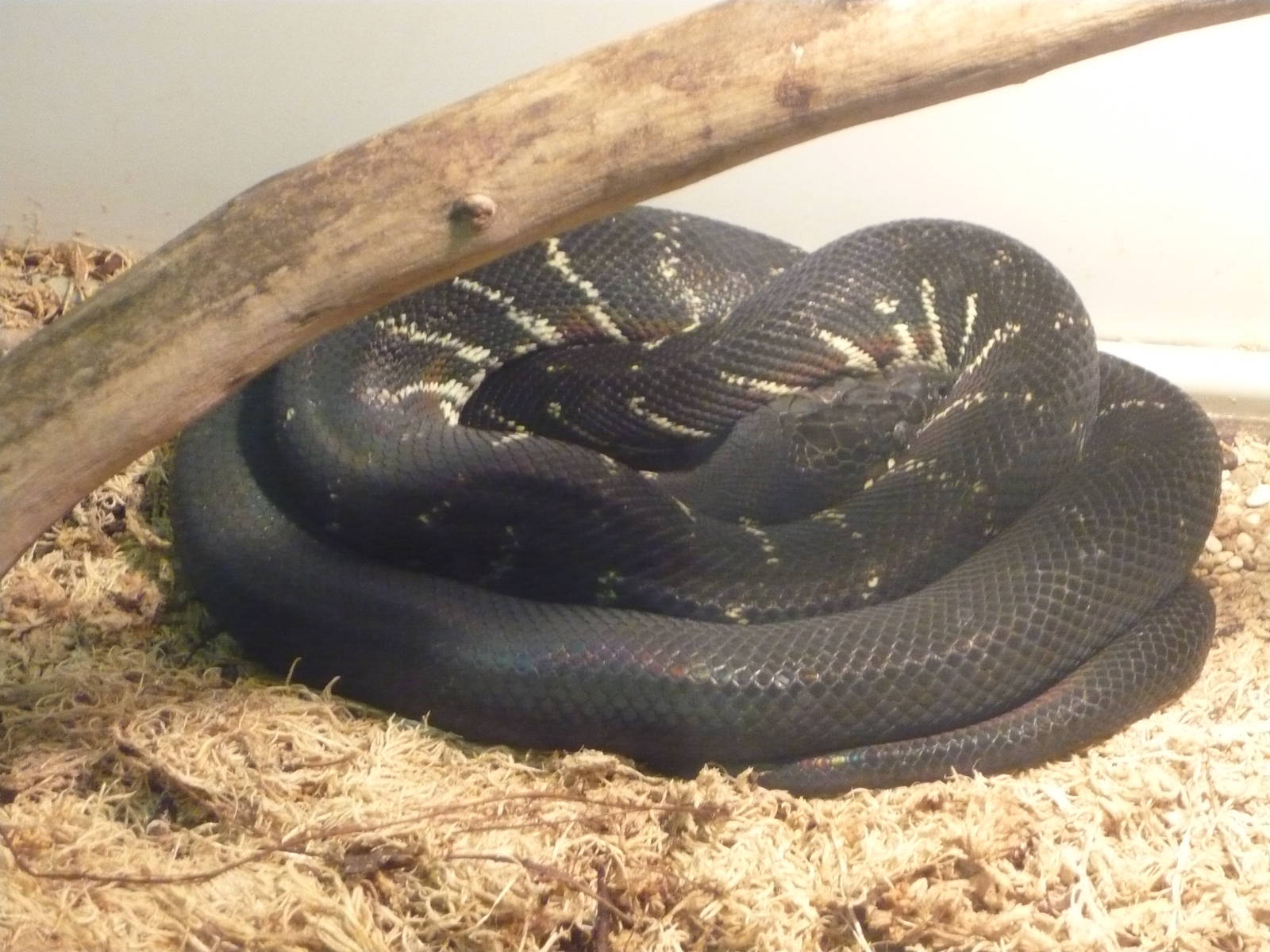 Boelen's python (Morelia boeleni)