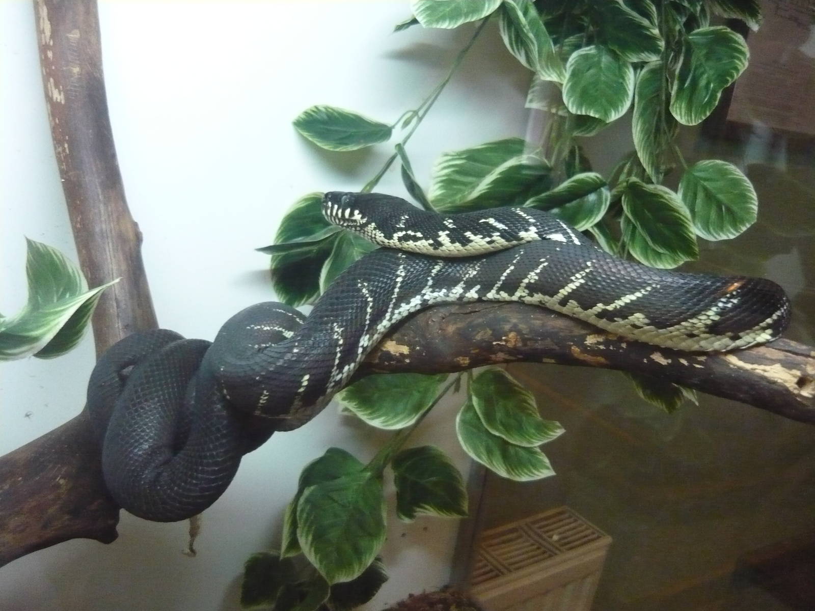 Boelen's python (Morelia boeleni)