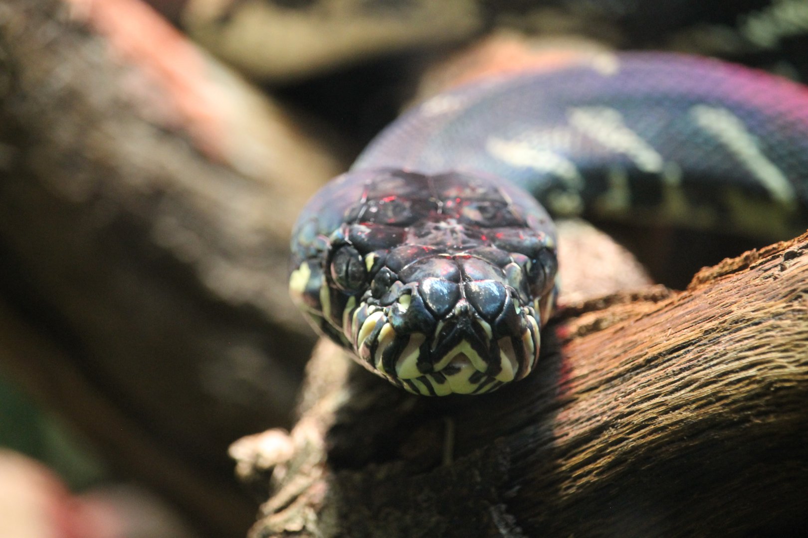 Boelen's Python (Morelis boeleni)
