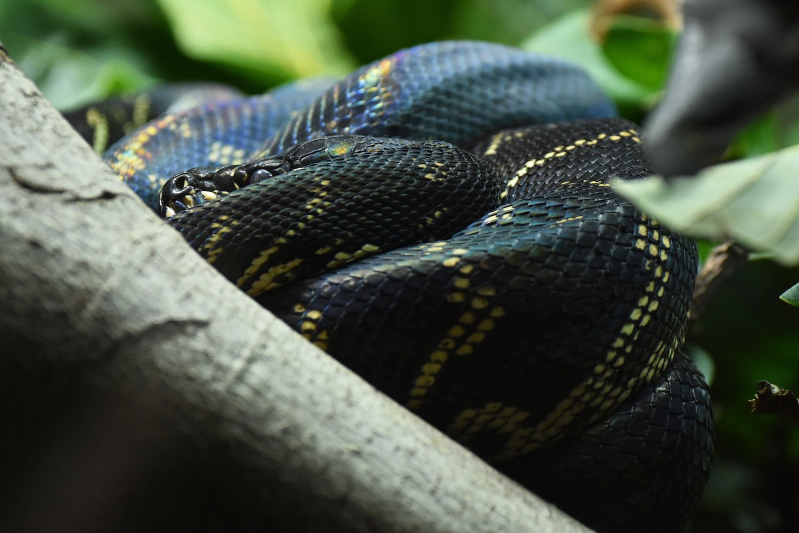 Boelen's python (Python boeleni)