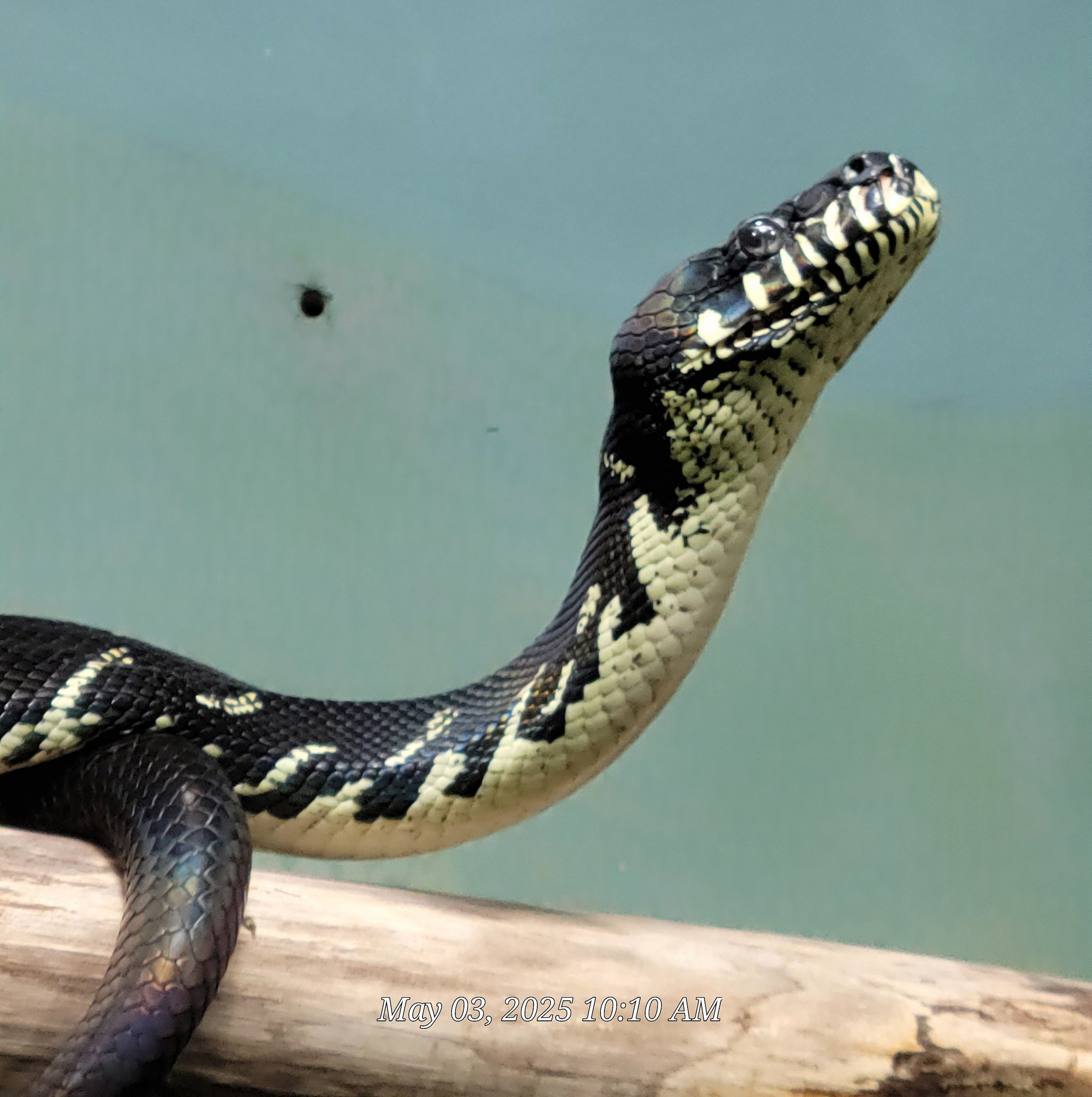 Boelen's Python - Riverbanks Zoo