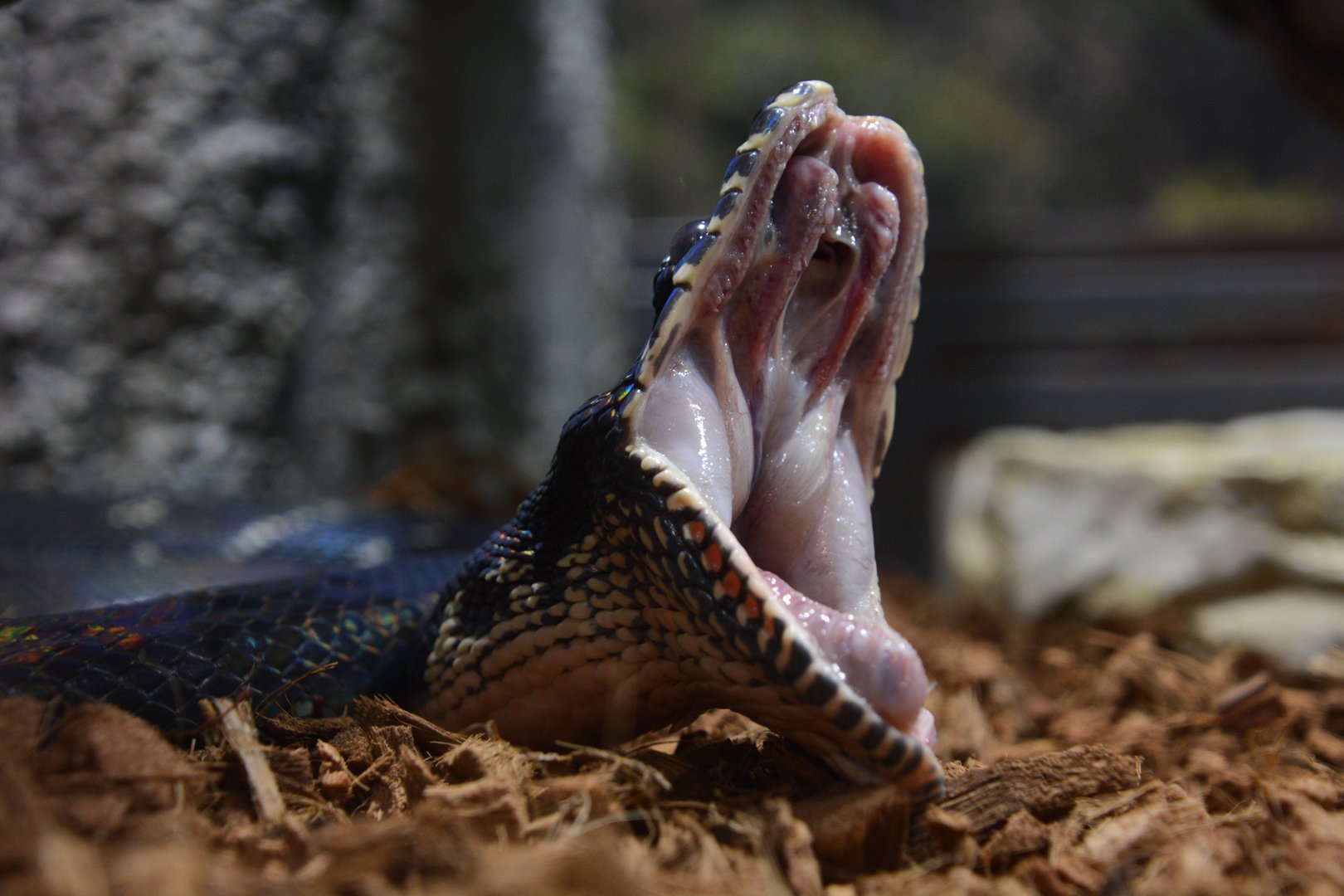 Boelen's python (Simalia boeleni)