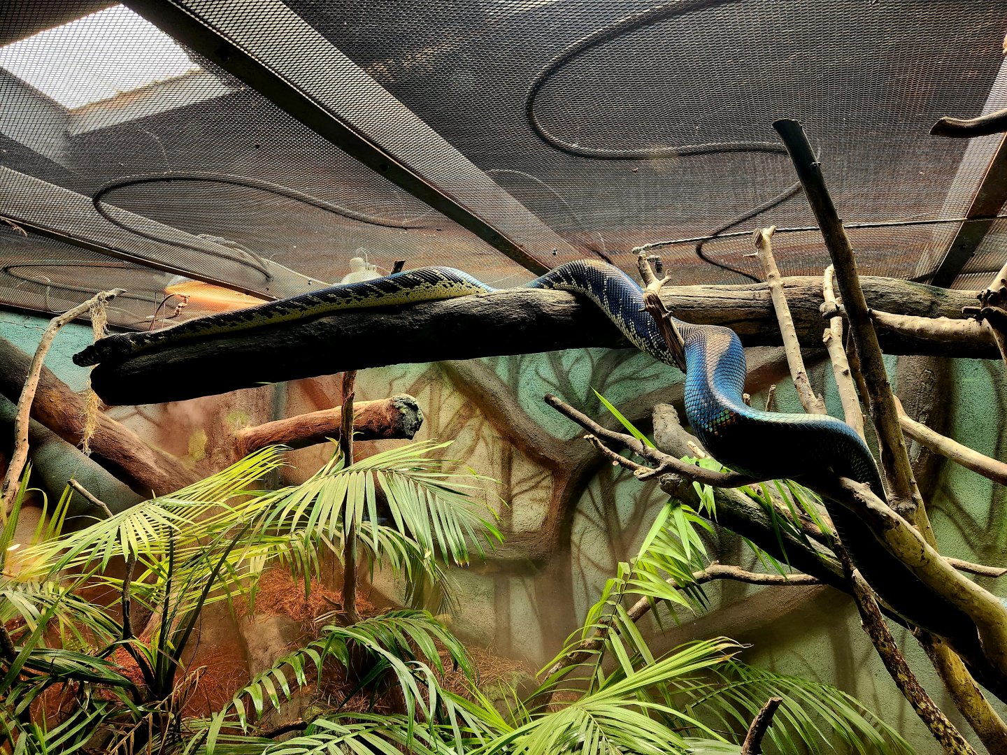 Boelen's Python (Simalia boeleni)