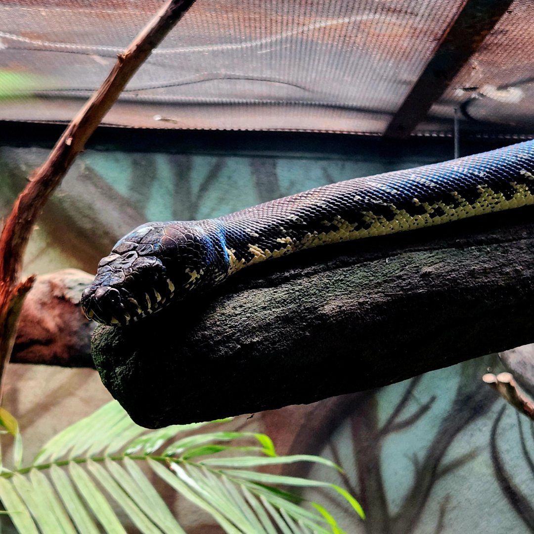 Boelen's Python (Simalia boeleni)