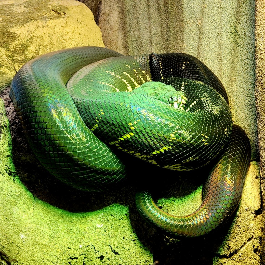 Boelen's Python (Simalia boeleni)