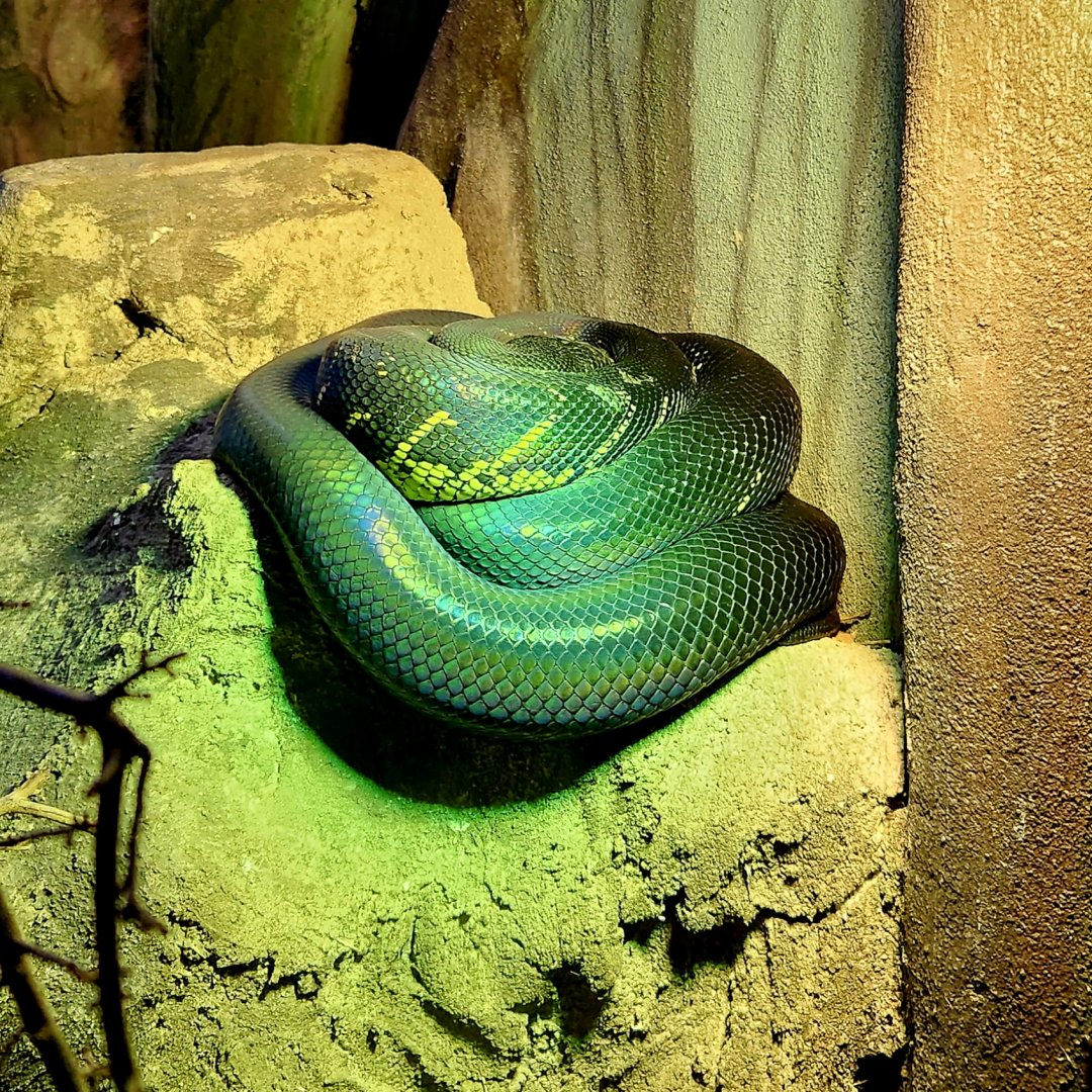 Boelen's Python (Simalia boeleni)