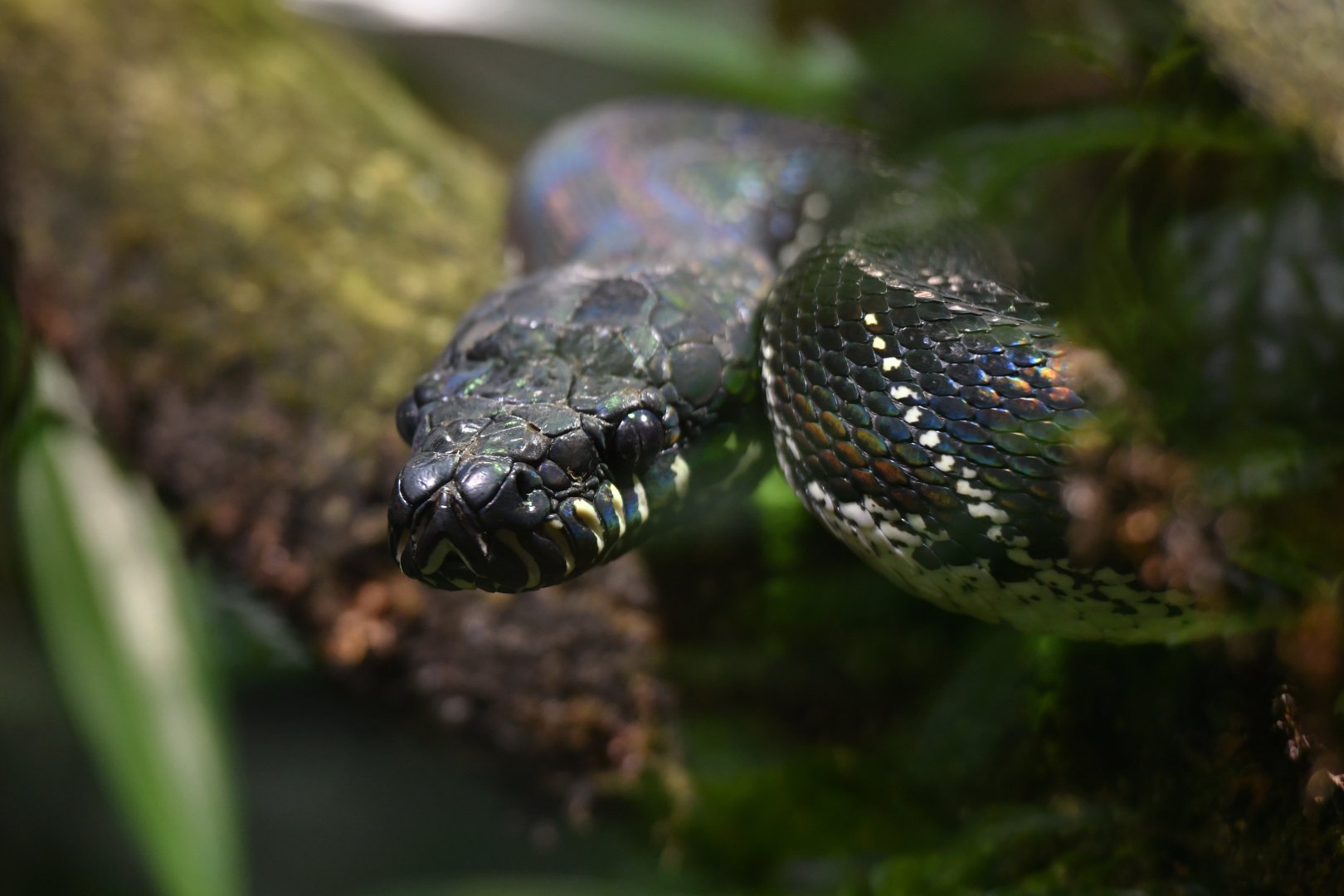 Boelen's python (Simalia boeleni)