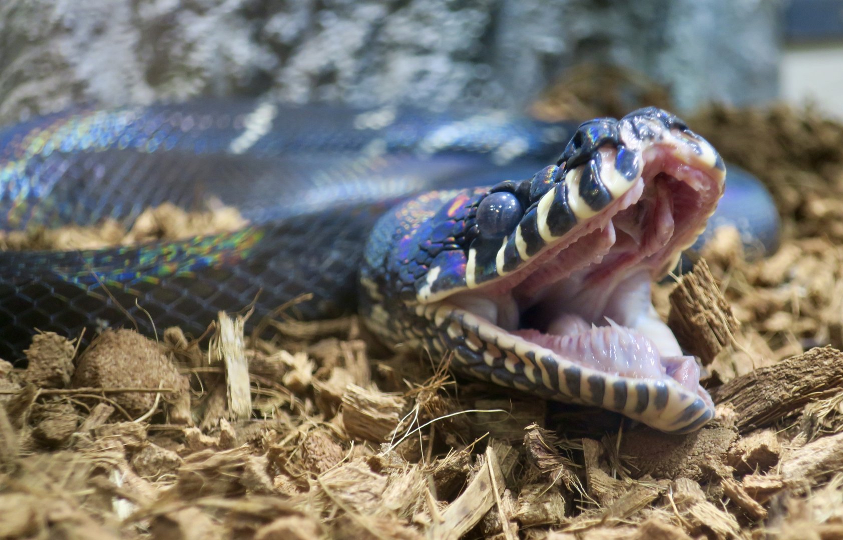 Boelen's Python (Simalia boeleni)