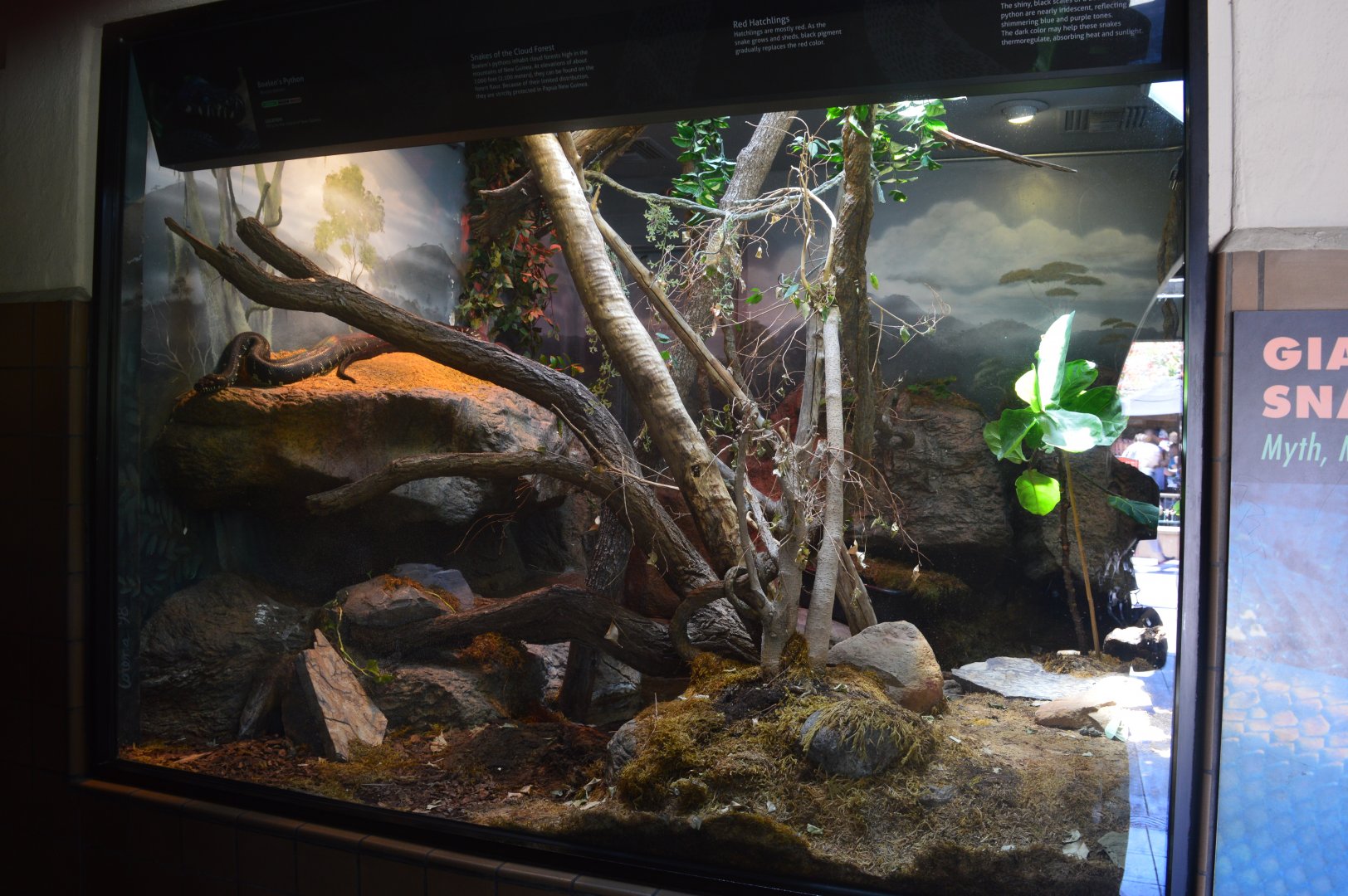 Boelen's Python Terrarium