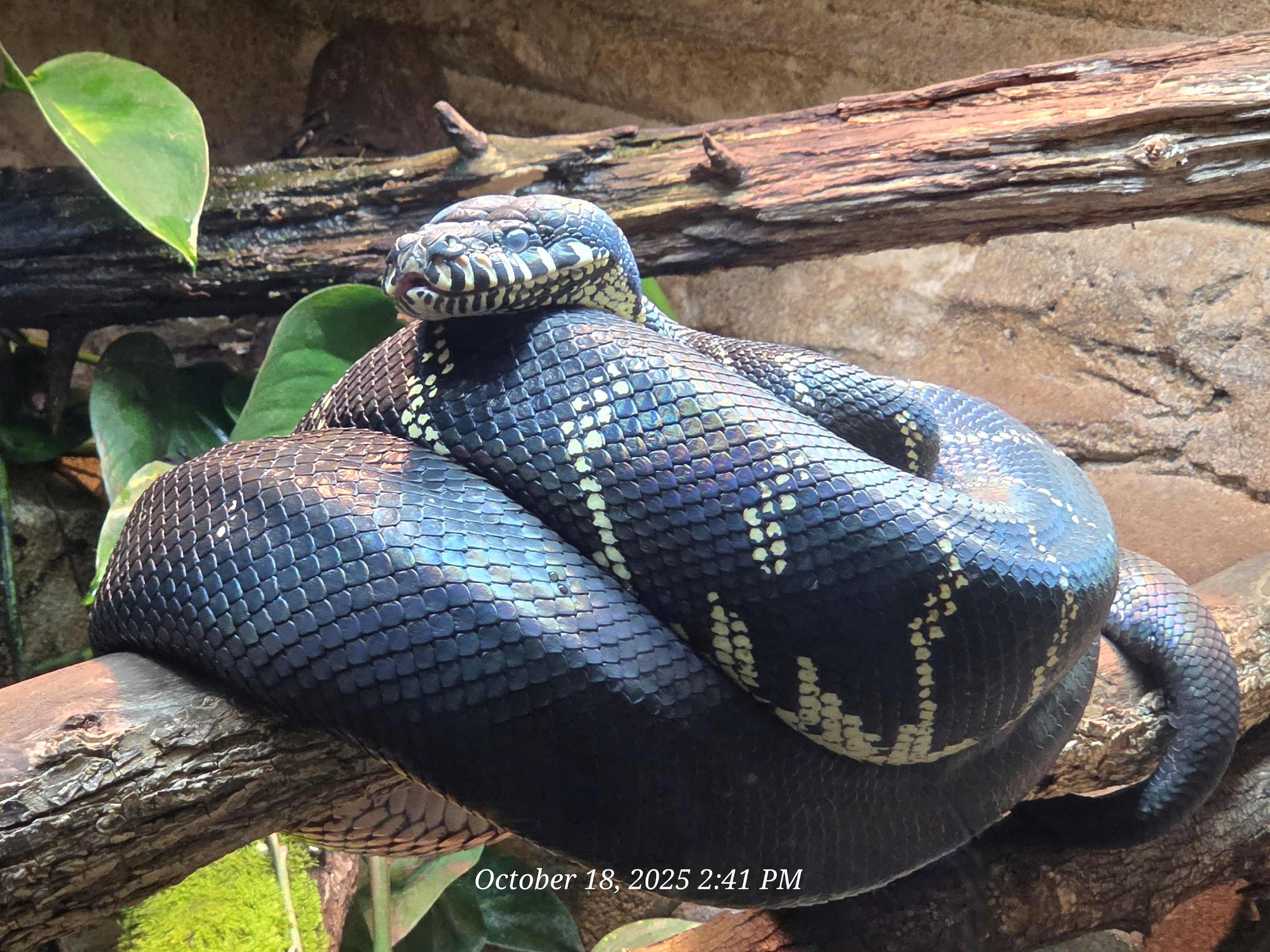 Boelen’s Python - Zoo Knoxville
