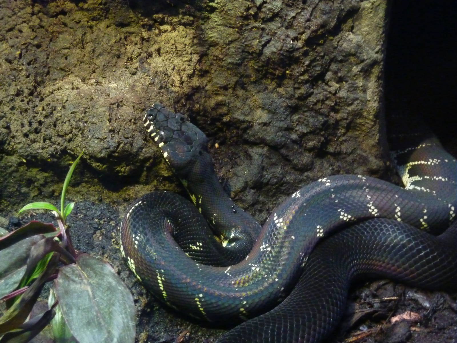 Boelen's python