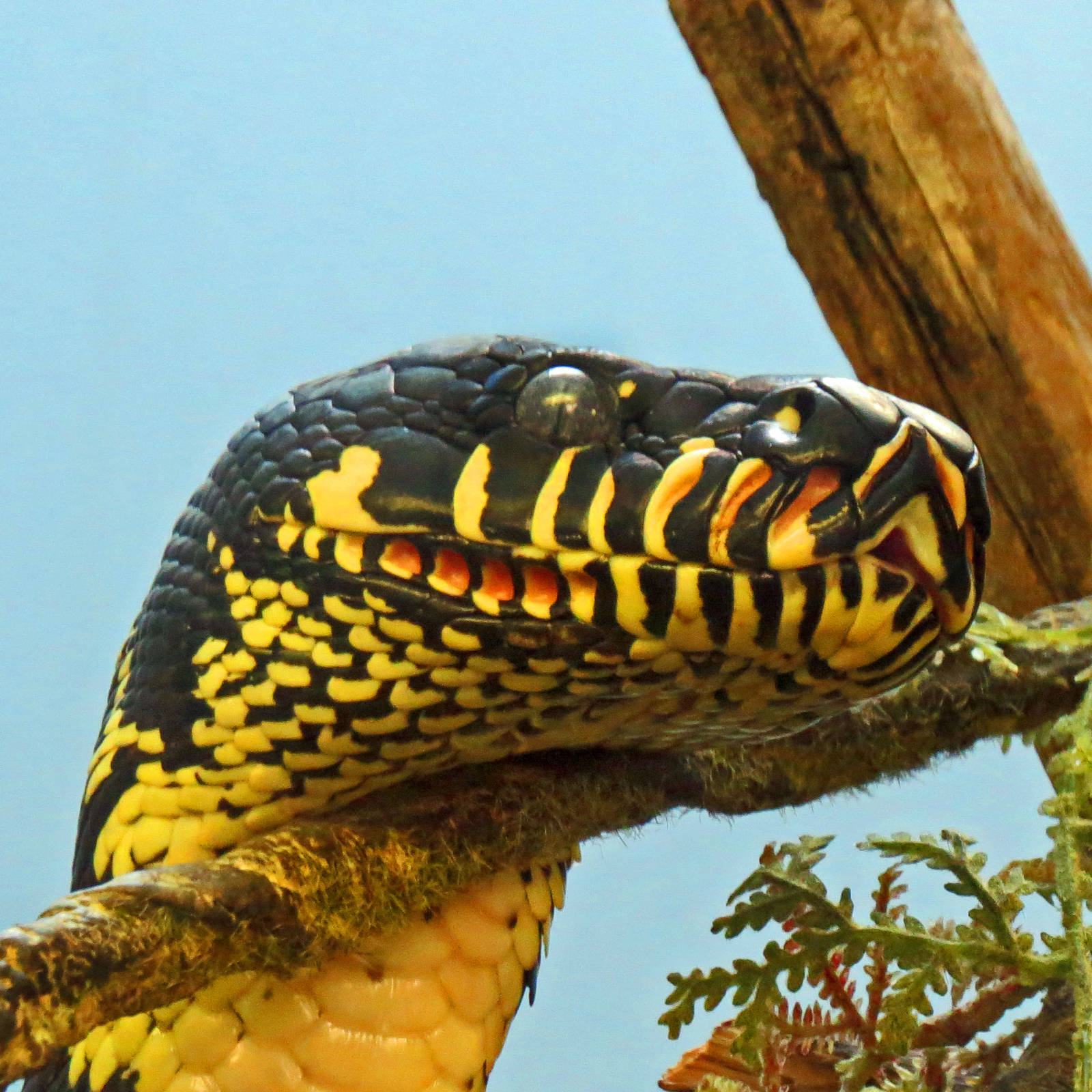 Boelens Python