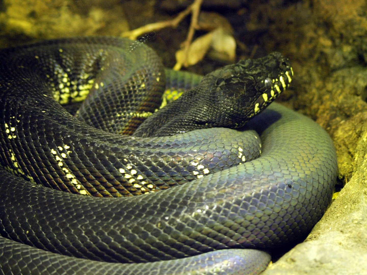Boelen's python