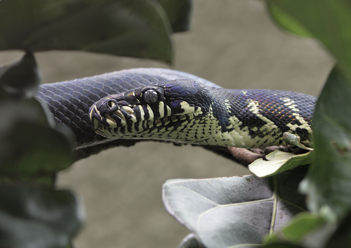 Boelen's python