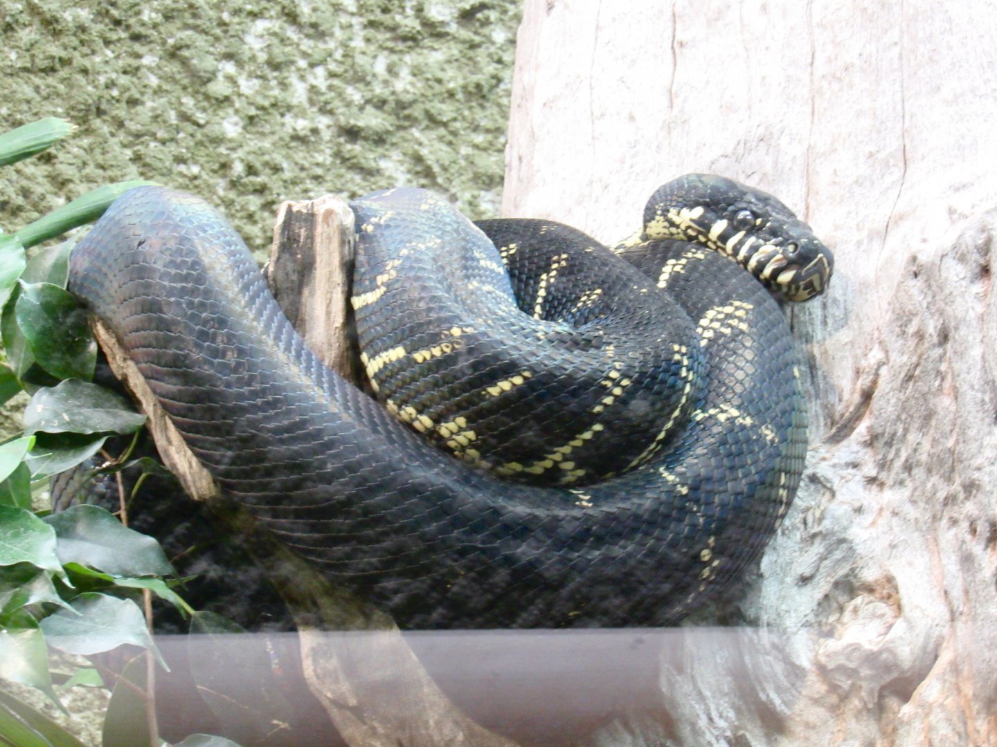 Boelen’s Python