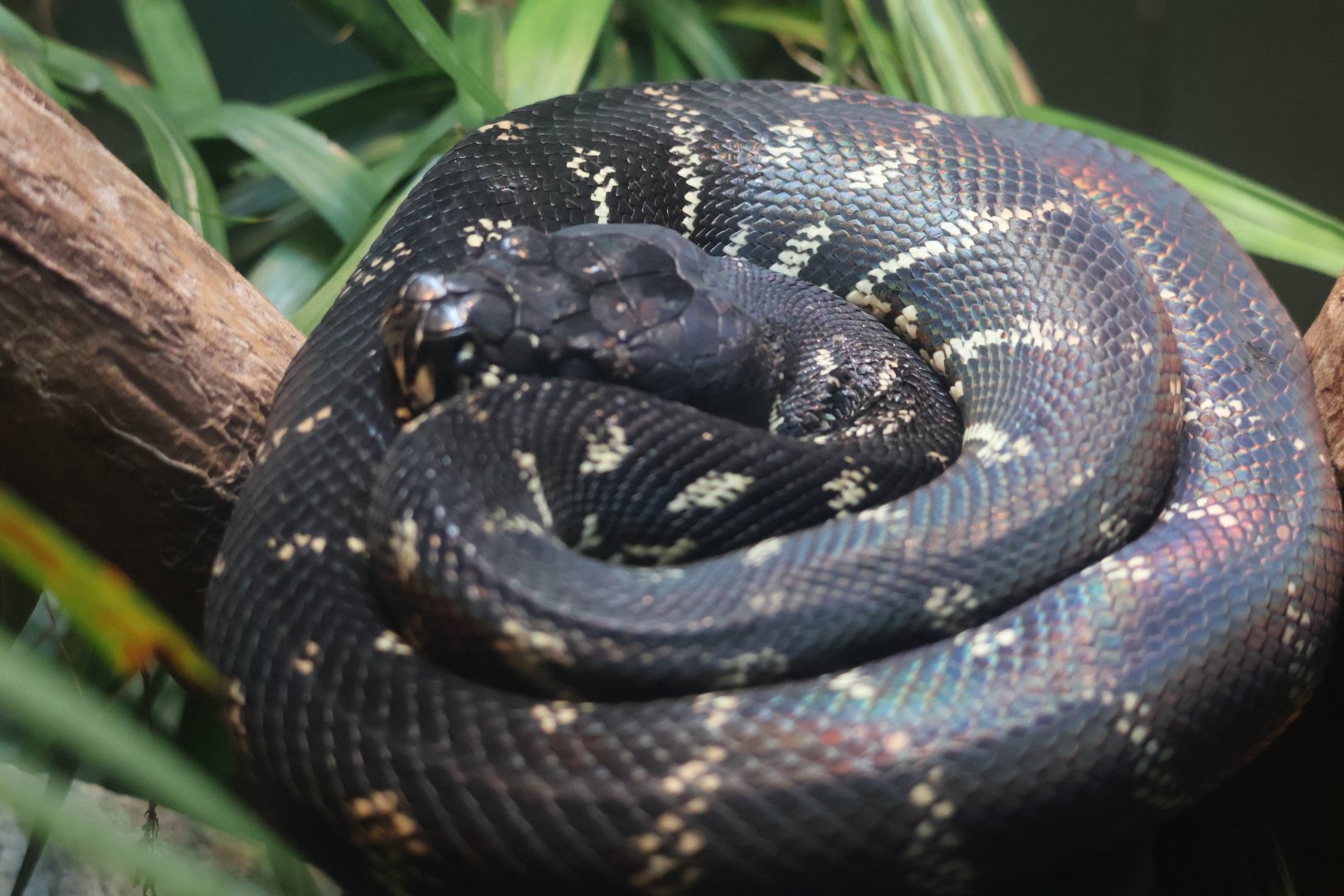 Boelen's python