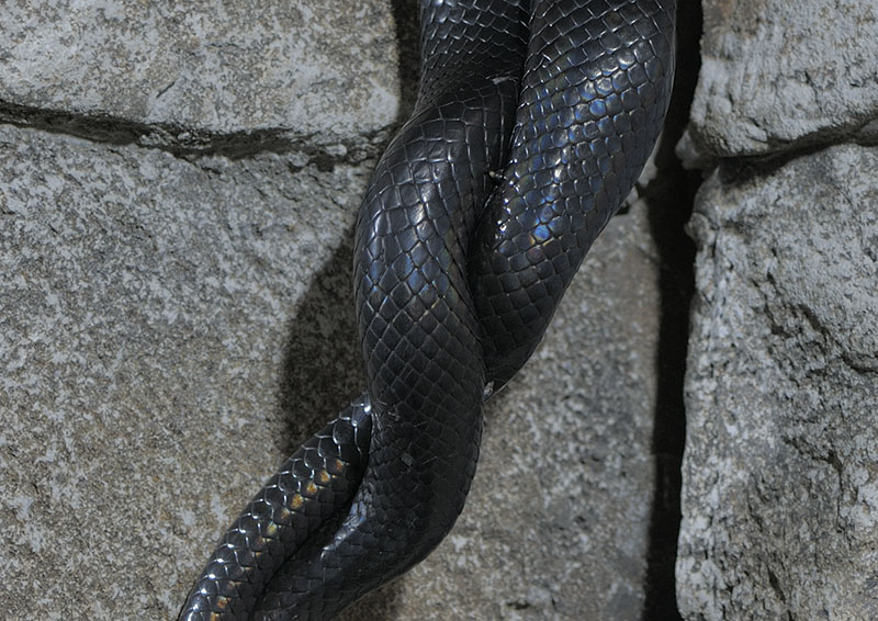 Boelens pythons mating