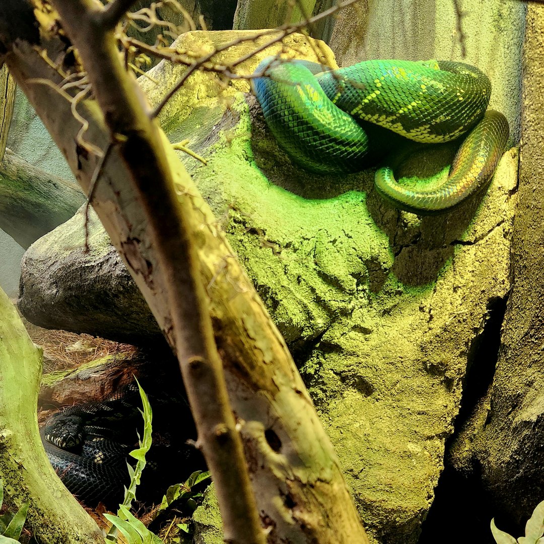 Boelen's Pythons (Simalia boeleni)
