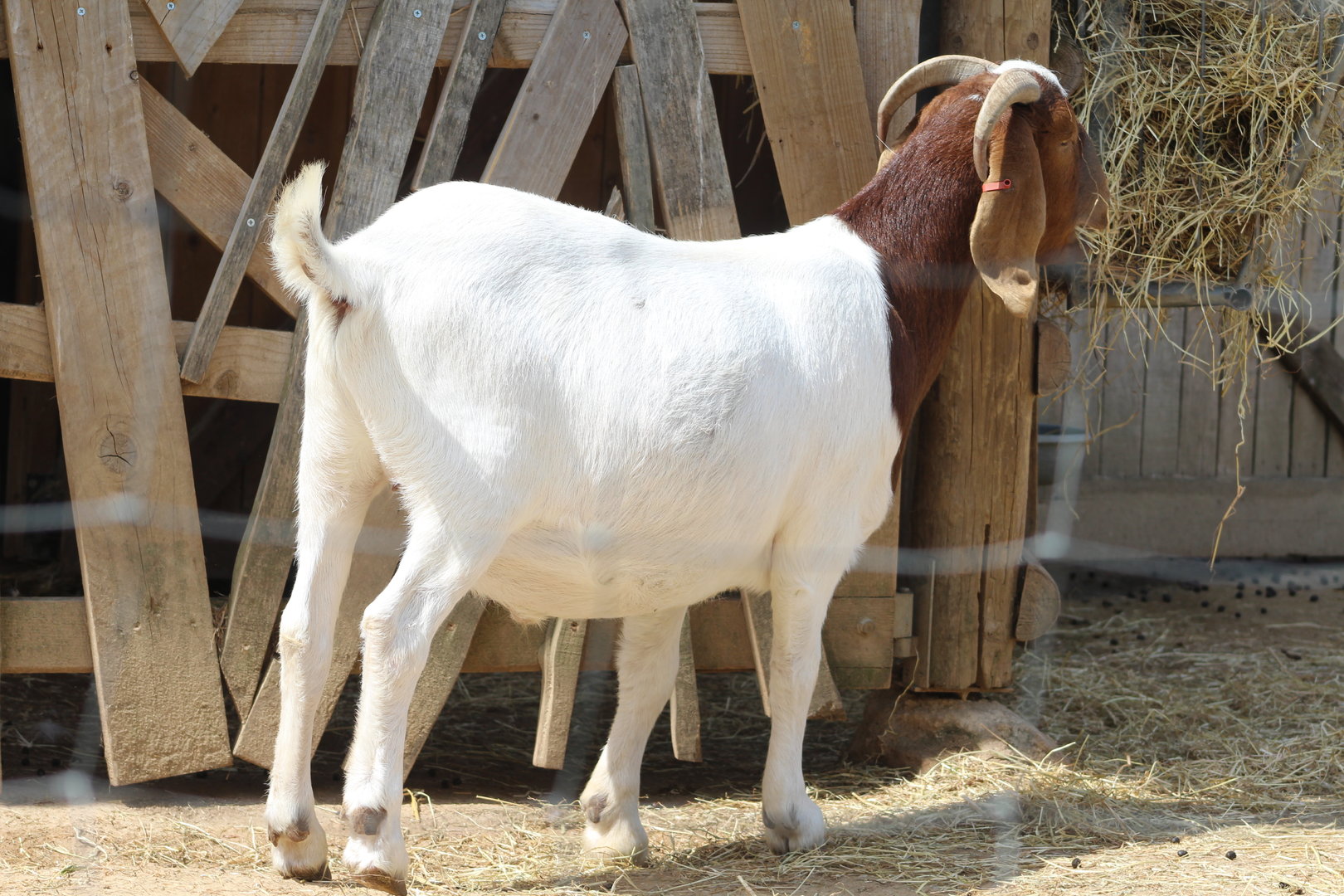 Boer Goat Chester Zoo 17th May 2023