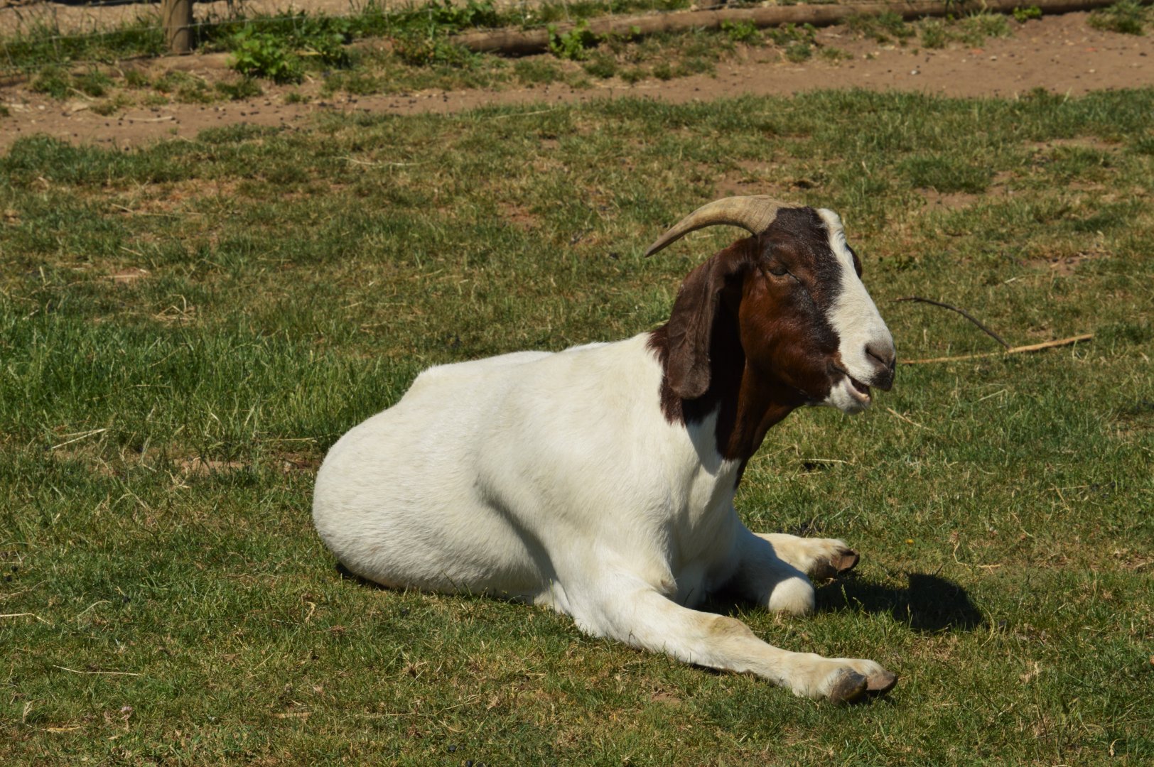 Boer goat