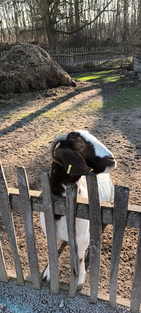 Boer Goat