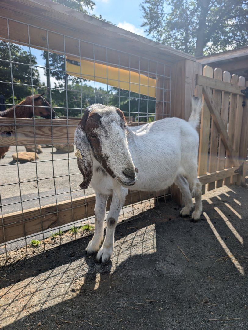 Boer Goat