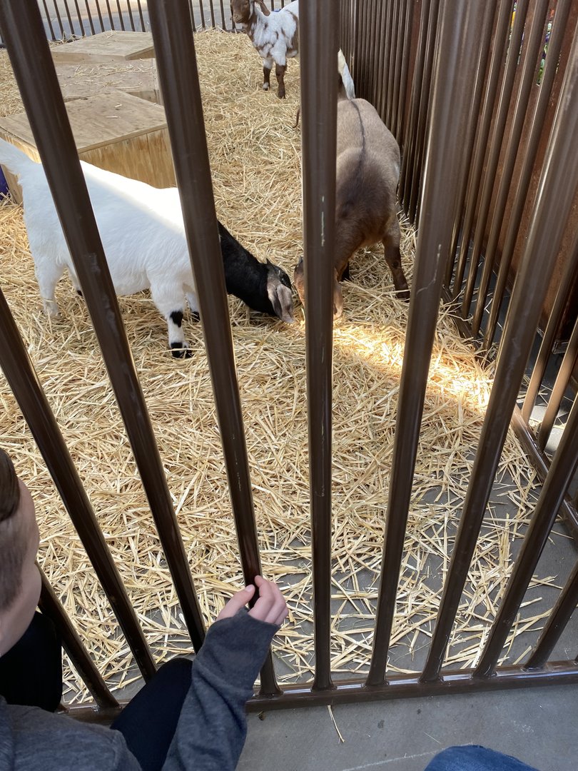 Boer Goats - 3/30/2023