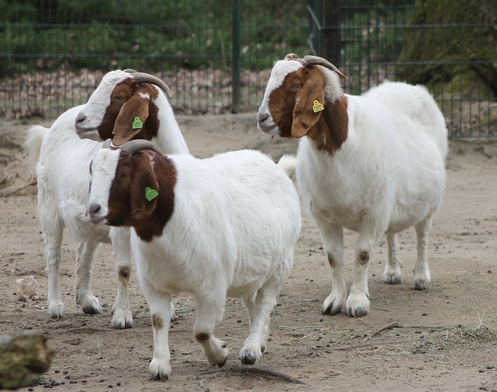 Boer goats